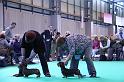 Crufts_dachshunds 981